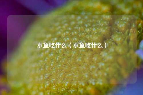 水鱼吃什么（水鱼吃什么）