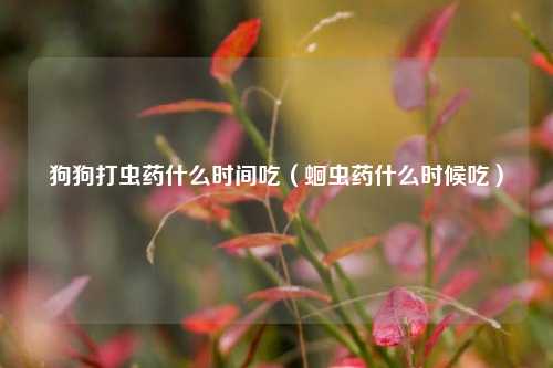 狗狗打虫药什么时间吃（蛔虫药什么时候吃）